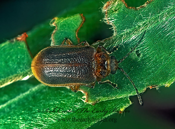Galerucella 207609z