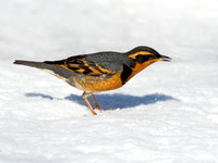 Ixoreus naevius VARIED THRUSH 9007319z