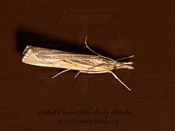 Pediasia trisecta  SOD WEBWORM 3023183z