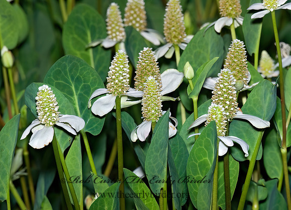 Anemopsis californica  LIZARD TAIL 6026697z