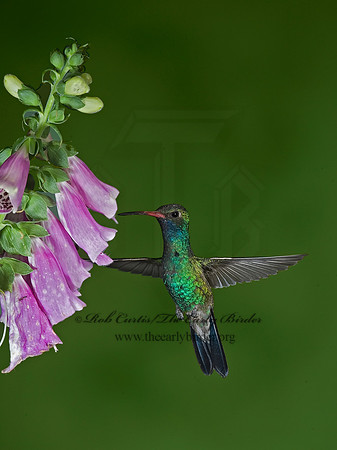 Cyanthus latirostris  BROAD-BILLED HUMMINGBIRD 6025788