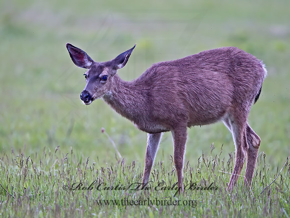 Odocoileus hemionus californicus  CALIFORNIA MULE DEER 9058745z