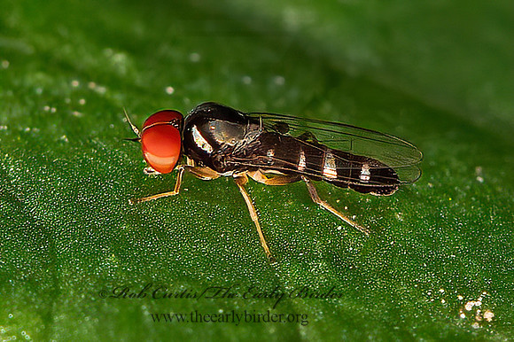 Bertamyia notata  FLAT-FOOTED FLY 9066563z