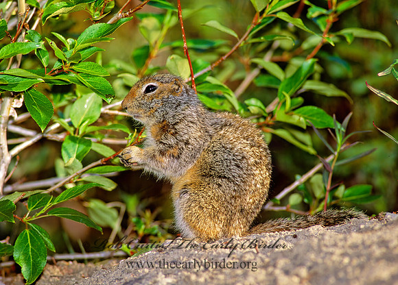 Urocitellus parryii  ARCTIC GROUND SQUIRREL 233521z
