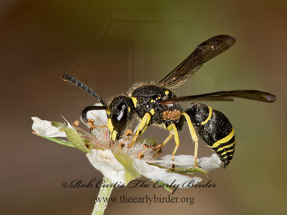 Ancistrocerus adiabatusMASON WASP 9031952z