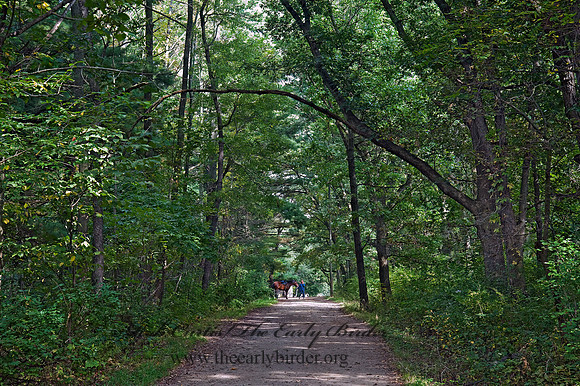 FOREST PATH 8018393z
