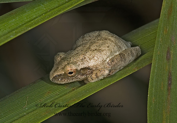 Pseudacris crucifer  SPRING PEEPER 5012883 z