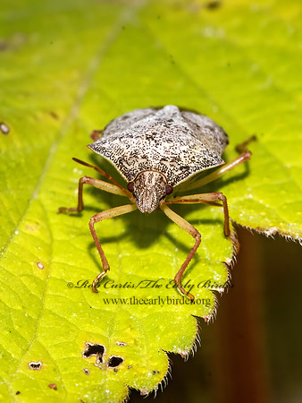 Euchistus servus   STINKBUG 3025903z