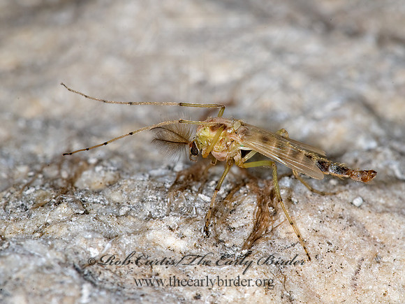 Chironomini  CHIRONOMINI MIDGE 6013457z