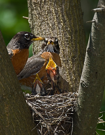 Turdus migratorius  AMERICAN ROBIN 6006210z