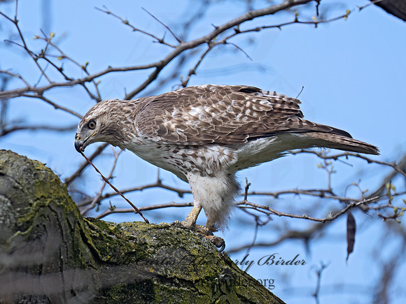 Buteo jamaicensis  RED-TAILED HAWK 9076558Z