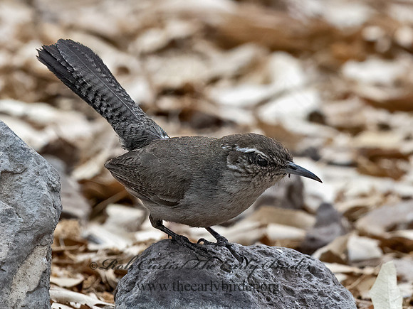 Thryomanes bewickii  BEWICK'S WREN 3037303z