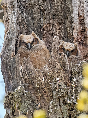 Bubo virginianus  GREAT HORNED OWL 9076187Z