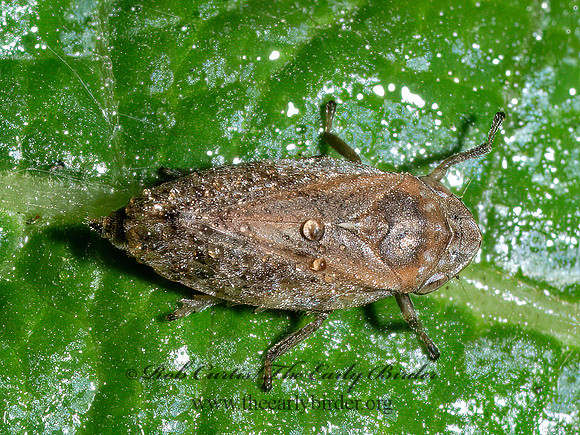 Philaenus spumarius MEADOW SPITTLEBUG 9090505z