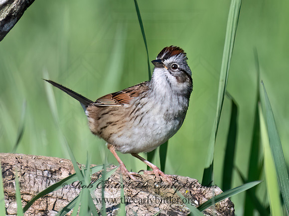Melospiza georgiana  SWAMP SPARROW 9076596z