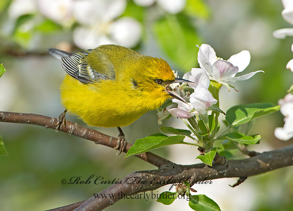 Vermivora cyanoptera  BLUE-WINGED WARBLER 9029661z