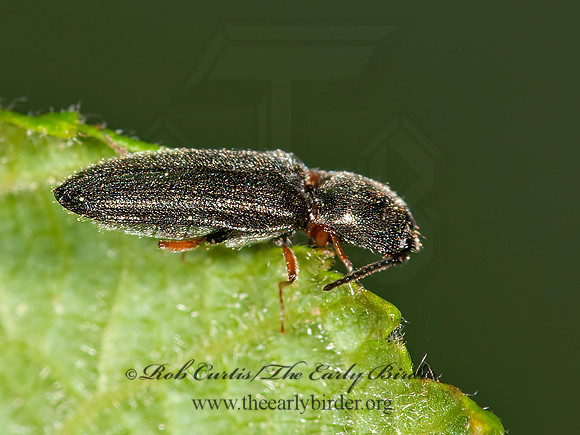 Limonius basilaris  DENDROMETINI CLICK BEETLE 3013733z