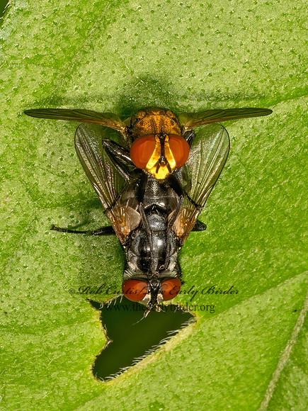 Gymnoclytia occidua  PHASIINAE TACHINID FLY  9079218z