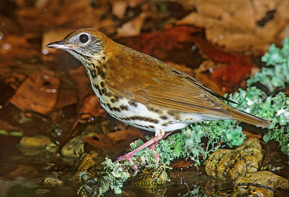 Hylocichla mustelina WOOD THRUSH 191634z