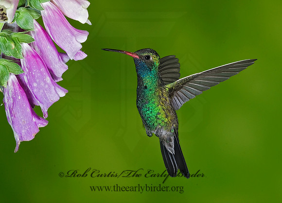 Cyanthus latirostris  BROAD-BILLED HUMMINGBIRD 6025671