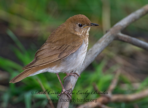 Catharus fuscescens  VEERY 9000774z
