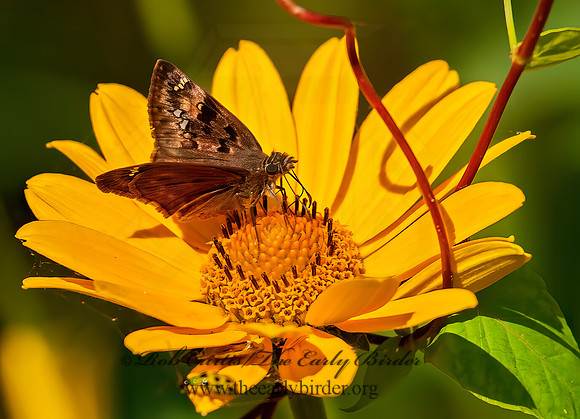 Erynnis horatius  HORACE'S DUSKYWING SKIPPER 8028935z