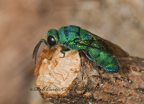 Ipsiura neolateralis 8006758z