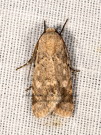 Leucocnemis perfundis  ONCOCNEMIDINAE OWLET MOTH 3038969z