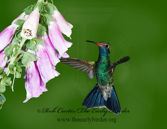 Cyanthus latirostris  BROAD-BILLED HUMMINGBIRD 6025704-