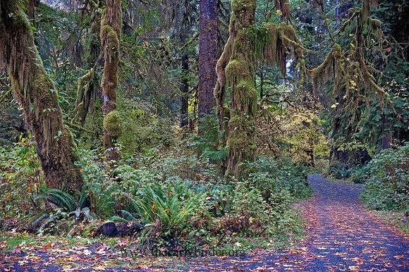 FOREST ROAD     8019437z