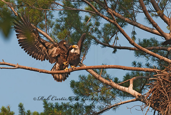 Haliaeetus leucocephalus  BALD EAGLE 3002880z