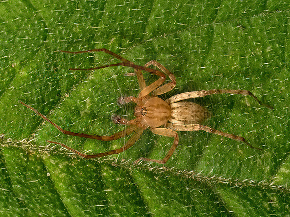 Anyphaena  GHOST SPIDER 9079106z