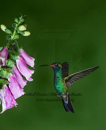 Cyanthus latirostris  BROAD-BILLED HUMMINGBIRD 6025791