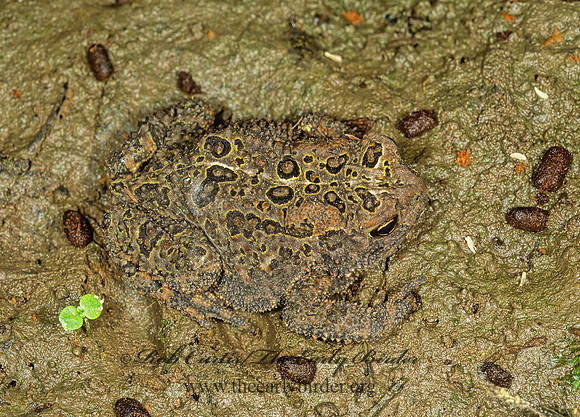 Anaxyrus americanus  AMERICAN TOAD 1112919  z