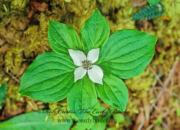 Cornus canadensis  BUNCHBERRY DOGWOOD 132301z