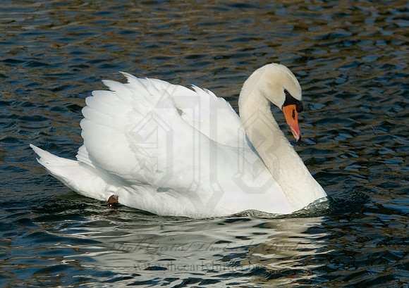 Cygnus olor  MUTE SWAN 6000430