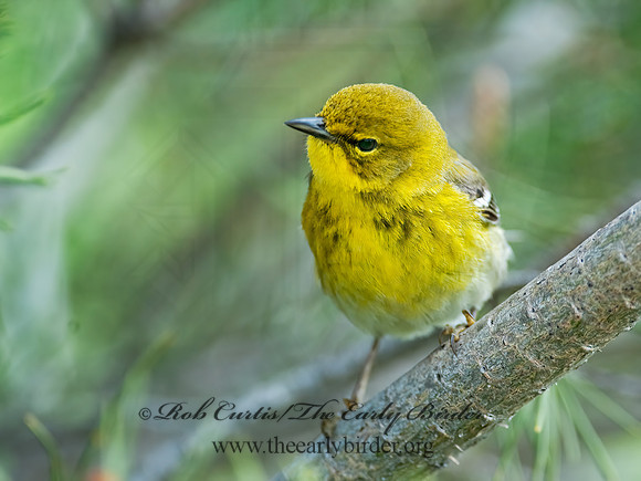 Setophaga pinus  PINE WARBLER 8028169 z
