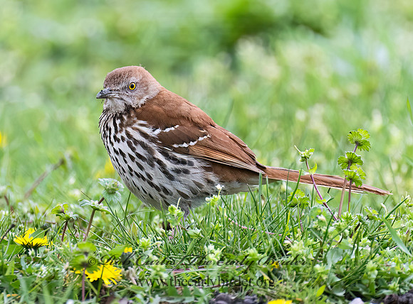 Toxostoma rufum  BROWN THRASHER 9076341z