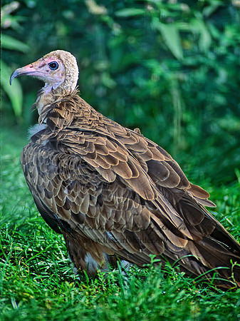 Necrosertes monachus  HOODED VULTURE 79229-1z