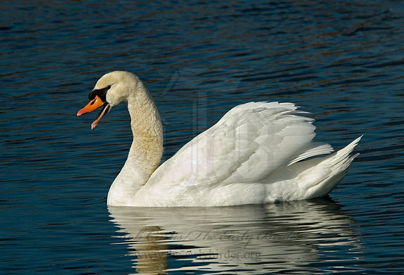 Cygnus olor  MUTE SWAN 6000487