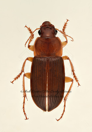 Harpalus (Pseudoophonus) 9020398 z