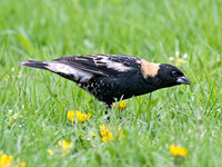 Dolichonyx oryzivorus BOBOLINK 9076420z
