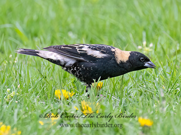 Dolichonyx oryzivorus  BOBOLINK 9076420z