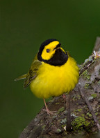 Setophaga citrina HOODED WARBLER 9030559z