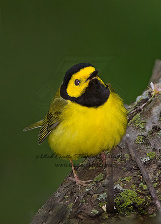 Setophaga citrina  HOODED WARBLER 9030559z