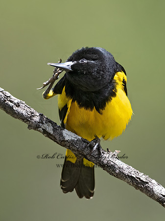 Icterus parisorum  SCOTT'S ORIOLE 3035016z