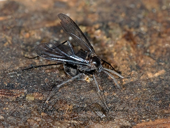 Symmerus  FUNGUS GNAT 6007712,1