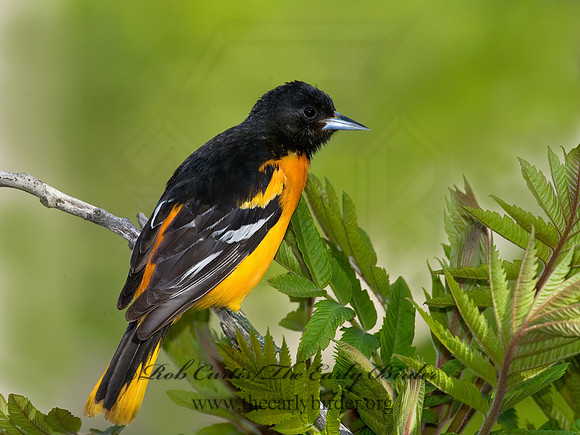 Icterus galbula  BALTIMORE ORIOLE  8003698z