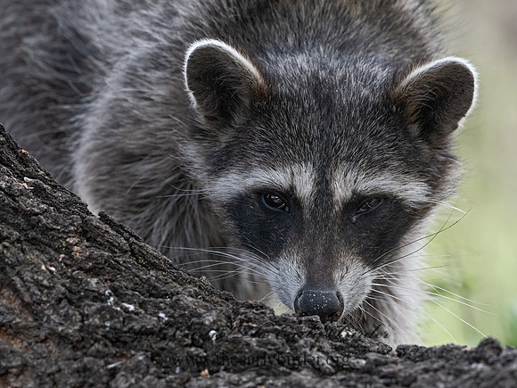 Procyon lotor  RACCOON 3037063z