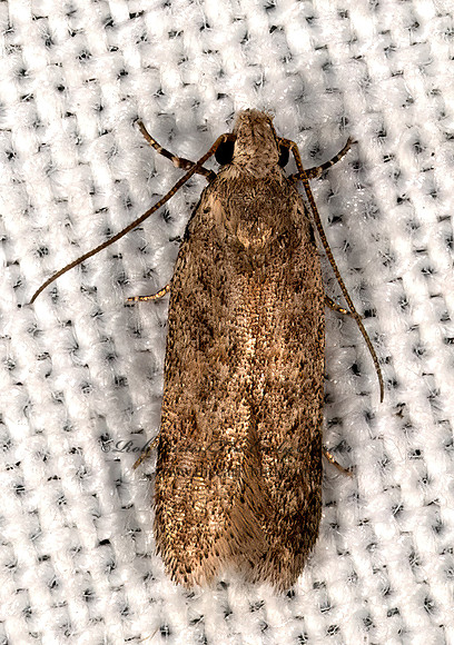 Gelechiini  TWIRLER MOTH 3038959z
